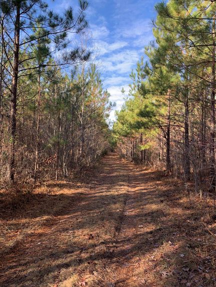 Timberland Property in Brunswick County, Virginia