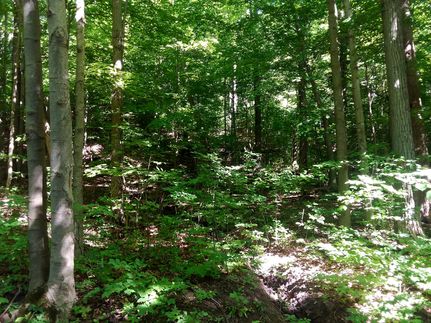 Hunting Property in Madison County, New York
