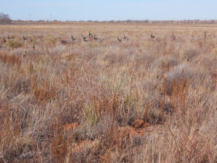 Farm and Ranch in Quay County, New Mexico