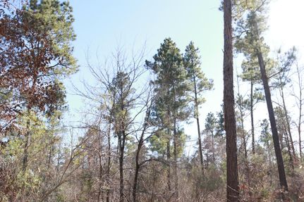 Undeveloped Land in Angelina County, Texas