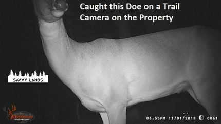 Timberland Property in San Jacinto County, Texas