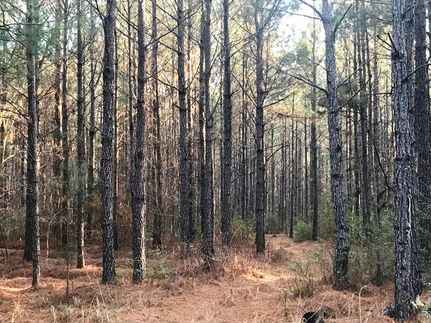 Undeveloped Land in Colleton County, South Carolina