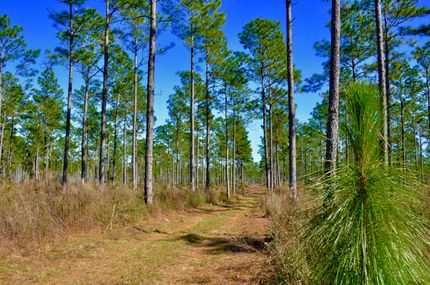 Recreational Property in Wakulla County, Florida