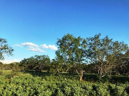 Timberland Property in Gonzales County, Texas