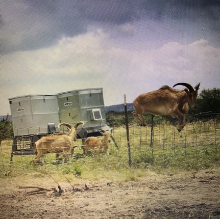 Land for sale in Edwards County, Texas