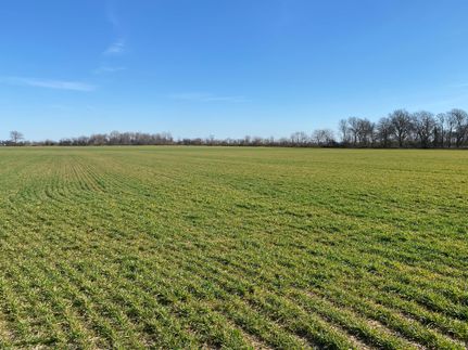Undeveloped Land in Dunklin County, Missouri