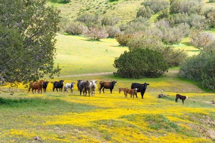 Undeveloped Land in San Luis Obispo County, California