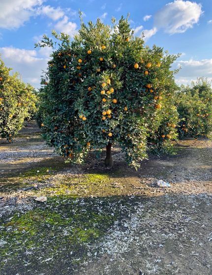 Farm and Ranch in Tulare County, California