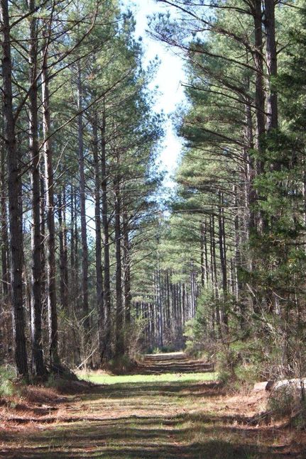 Timberland Property in Lafayette County, Mississippi