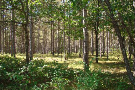 Timberland Property in Adams County, Wisconsin