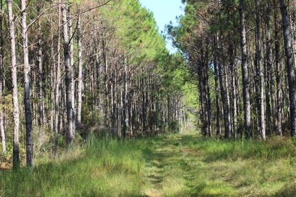 Timberland Property in Madison County, Florida