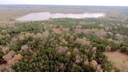 Timberland Property in Bullock County, Alabama