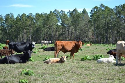Farm and Ranch in Lake County, Florida