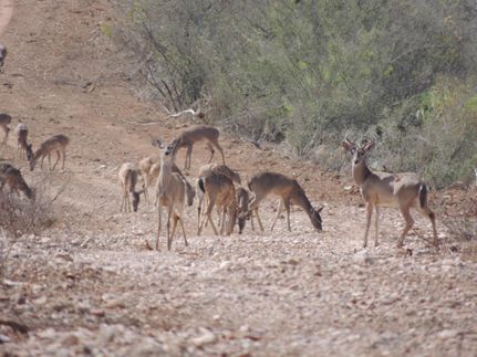 Recreational Property in Duval County, Texas