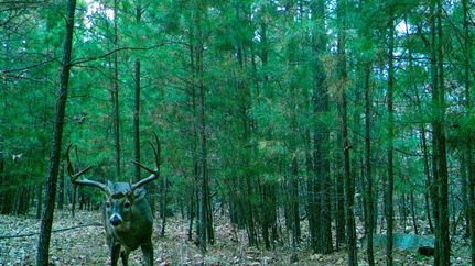 Timberland Property in Latimer County, Oklahoma