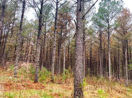 Timberland Property in Floyd County, Georgia
