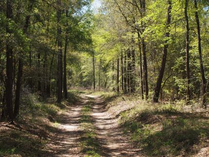Timberland Property in Walton County, Florida