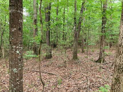 Timberland Property in Tyler County, Texas