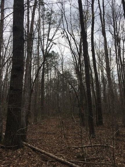 Timberland Property in Grundy County, Tennessee