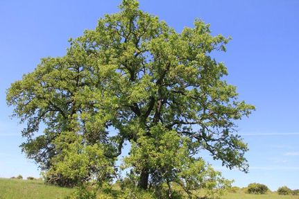 Farm and Ranch in Bastrop County, Texas