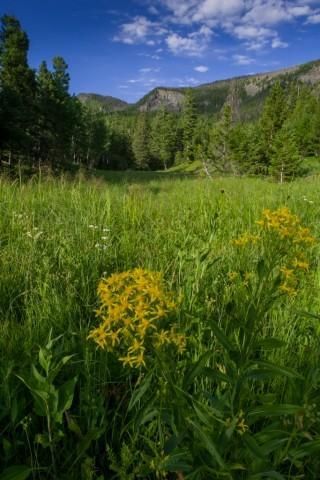 Timberland Property in Meagher County, Montana
