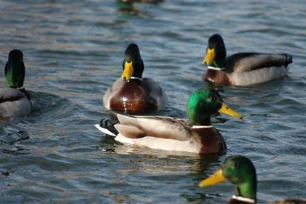 Land in Deer Lodge County, Montana
