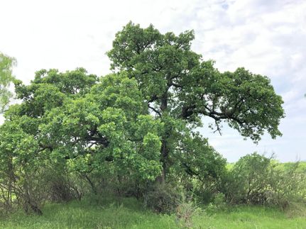 Farm and Ranch in Mason County, Texas