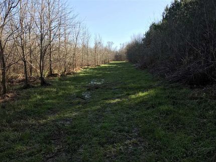 Timberland Property in Chickasaw County, Mississippi