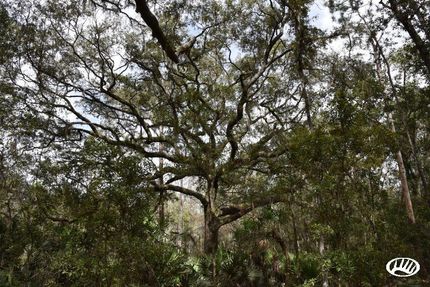 Undeveloped Land in Putnam County, Florida