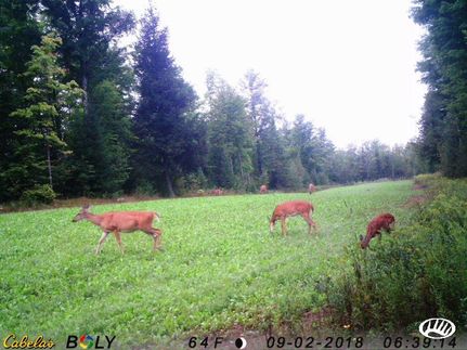 Hunting Property in Marinette County, Wisconsin