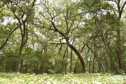 Timberland Property in Marion County, Florida