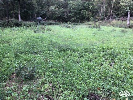 Timberland Property in Laclede County, Missouri