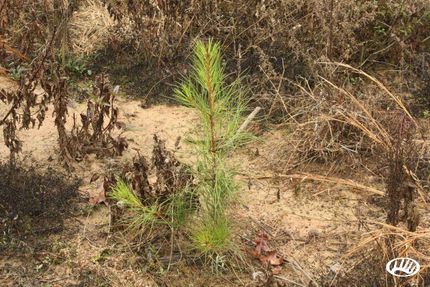 Farm and Ranch in Ashley County, Arkansas