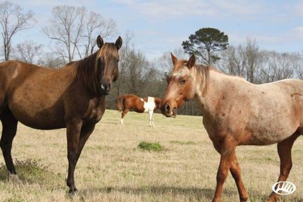 Recreational Property in Ouachita Parish, Louisiana