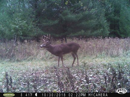Timberland Property in Manitowoc County, Wisconsin