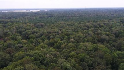 Timberland Property in Levy County, Florida