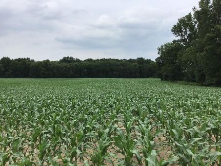 Timberland Property in White County, Indiana