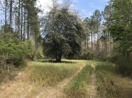Timberland Property in Gadsden County, Florida
