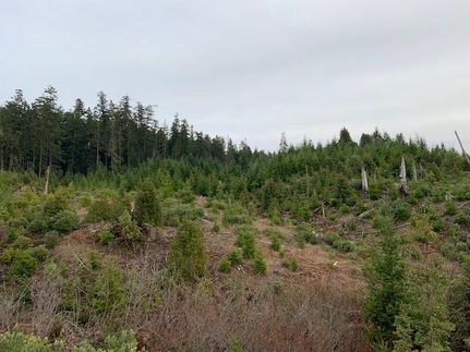 Undeveloped Land in Douglas County, Oregon