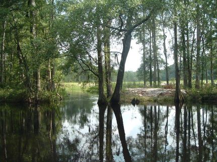 Commercial Property in Dillon County, South Carolina
