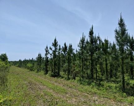 Farm and Ranch in Suwannee County, Florida