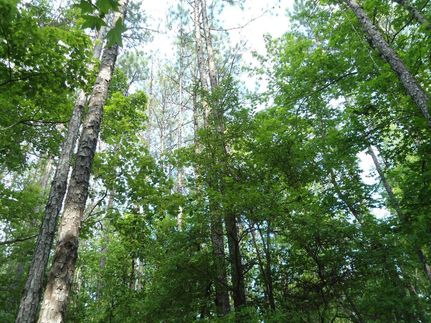 Timberland Property in Choctaw County, Alabama