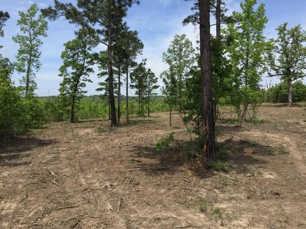 Undeveloped Land in Cass County, Texas
