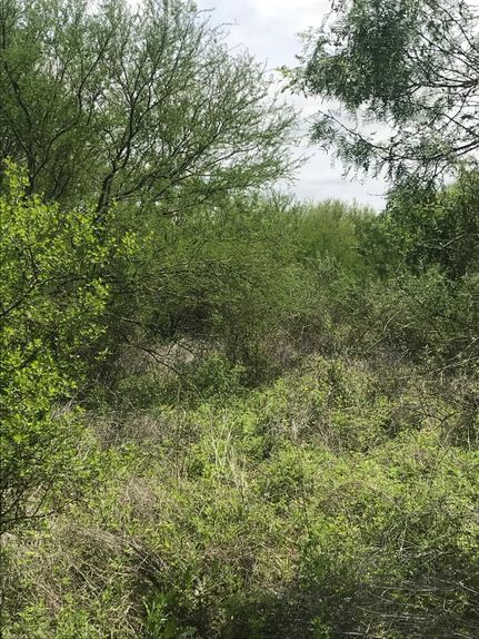 Undeveloped Land in Uvalde County, Texas