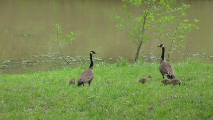 Hunting Property in Franklin County, Kansas