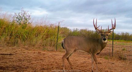 Farm and Ranch in Taylor County, Texas