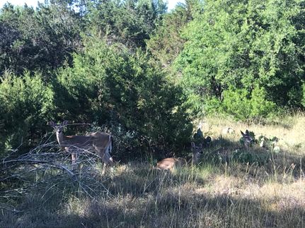Undeveloped Land in Uvalde County, Texas