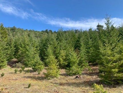 Undeveloped Land in Douglas County, Oregon