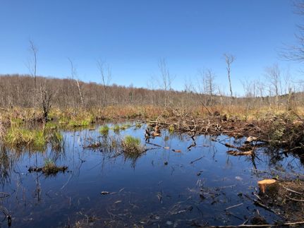 Hunting Property in Oswego County, New York