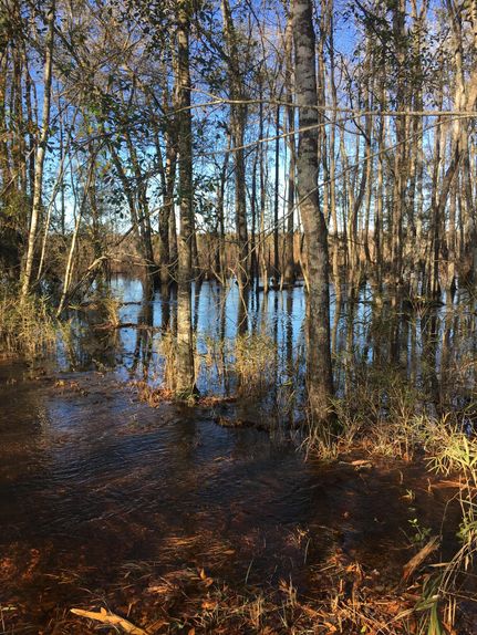 Farm and Ranch in Lee County, South Carolina